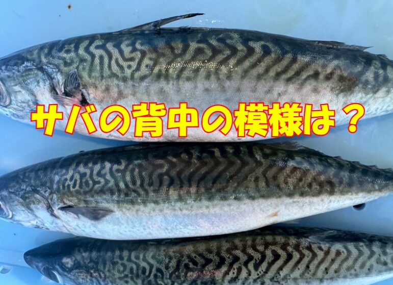 サバの背中の模様は何のため?釣り人が知っておくべき理由。釣太郎