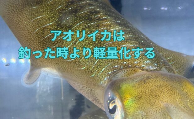 アオリイカは釣った時より、重量が1割減することは多い。釣太郎