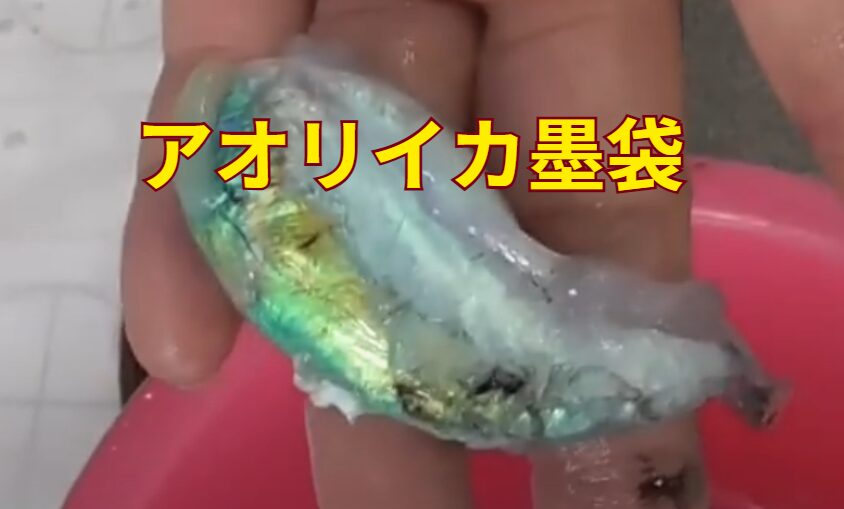 アオリイカの墨袋はグリーンで光沢がありきれい。之を潰すとあとは大変。釣太郎