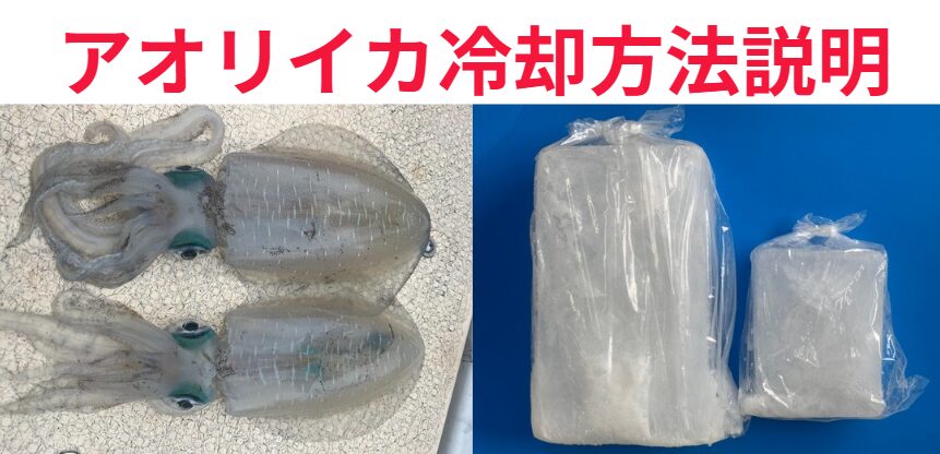 アオリイカも、冷やし方を間違えると鮮度も味も落ちてしまいます。釣太郎