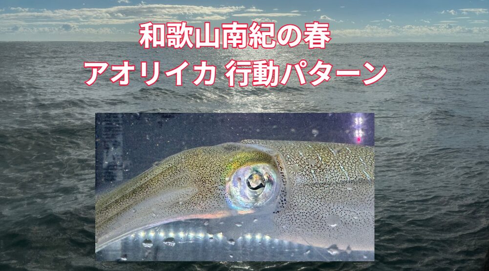 和歌山南紀の春のアオリイカ 行動パターン説明。釣太郎