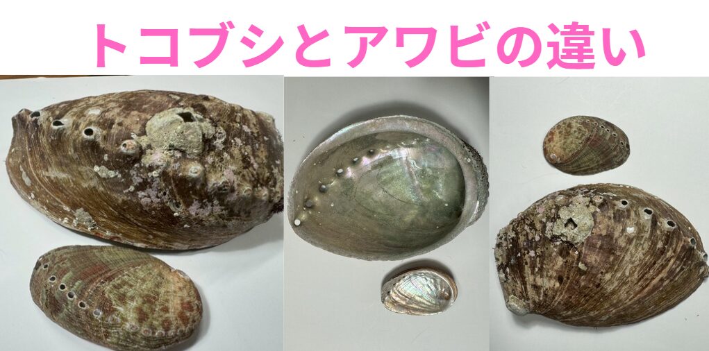 とこぶし（流れ子）が、大きくなったものがアワビと思っている人もいるので、見分け方と違いのご説明。釣太郎