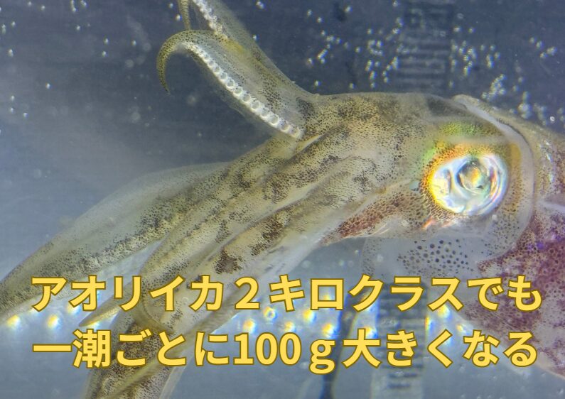 アオリイカ２キロクラスでも、一潮ごとに100ｇ大きくなる。釣太郎