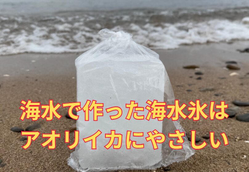 アオリイカを冷やすなら「真水氷」より「海水氷」が絶対おすすめな理由。釣太郎