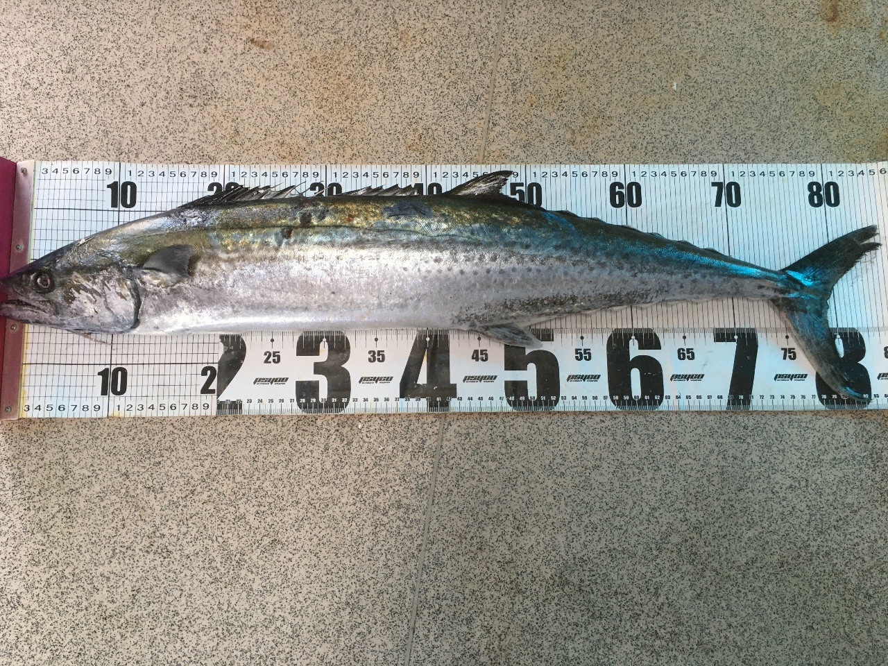 春を告げる魚サワラ。特徴説明。釣太郎