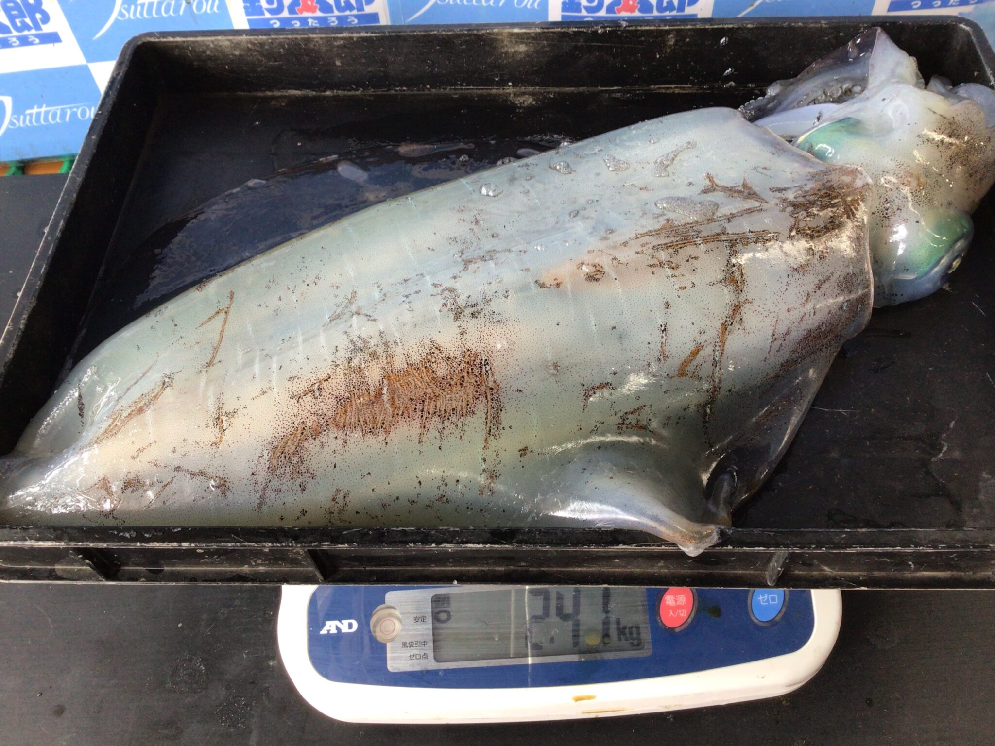 南紀の春の大型アオリイカ釣絶好調。釣太郎