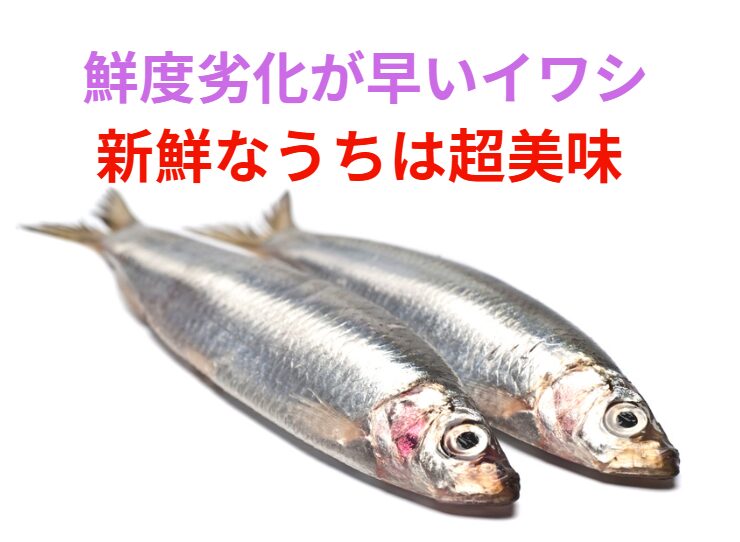 イワシは鮮度劣化が早い魚だが、新鮮なうちは価格を遥かに上回る美味しさ。釣太郎