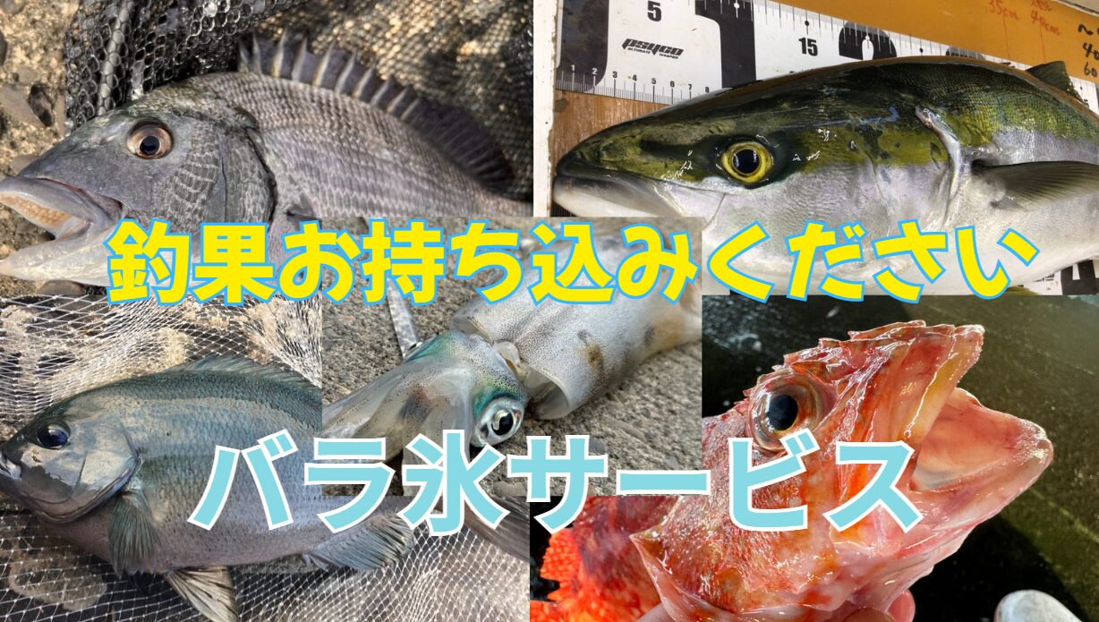 アオリイカ、魚、魚種サイズ問わず、お気軽に持ち込みください。釣太郎