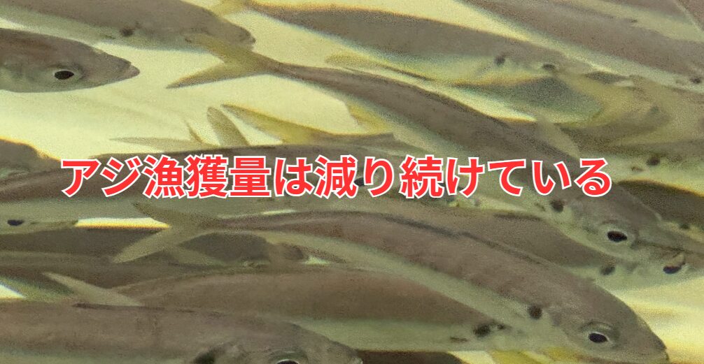 アオリイカ釣りえさの活けアジ。漁獲量は減り続けている。釣太郎