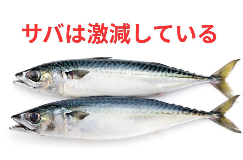 サバの漁獲量は激減している。釣太郎