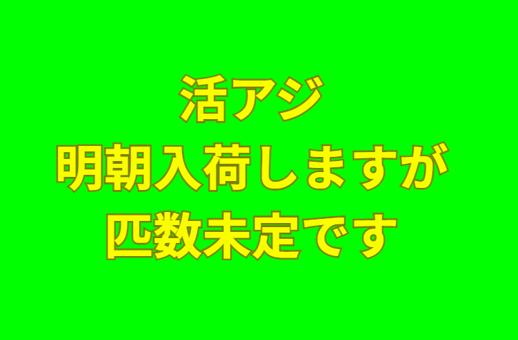 活アジ明朝入荷しますが、どれだけ入るのかわかりません。釣太郎