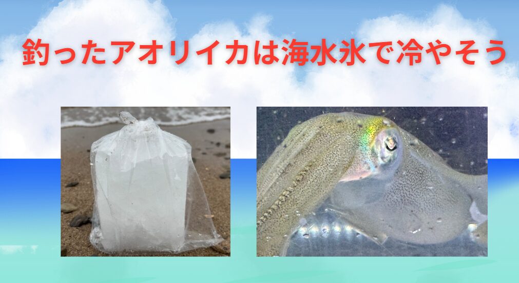 海水氷はなぜアオリイカにやさしい?釣り人だけが知る特権。釣太郎