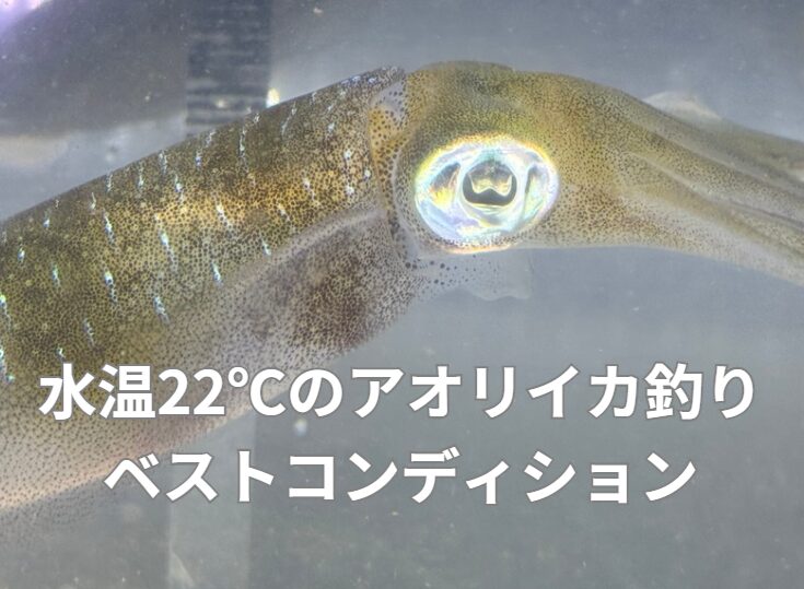 水温で変わるアオリイカの行動。釣太郎