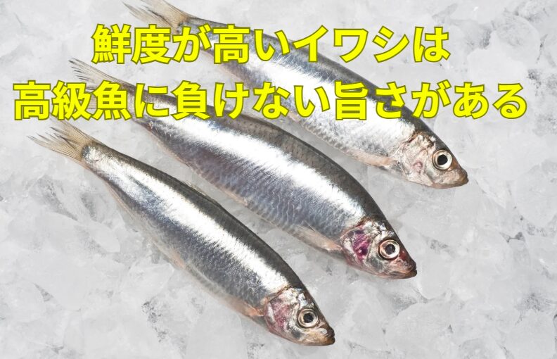 鮮度が高いイワシは、非常に価値が高い魚。安価のイメージを払拭すれば超美味。釣太郎