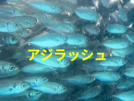 週末のお天気のいい日の明け方アジラッシュは恒例。釣太郎