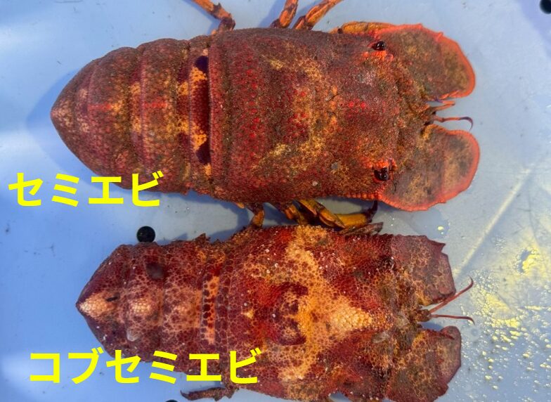 知ってる？セミエビとコブセミエビの違いを徹底解説！【特徴・見分け方