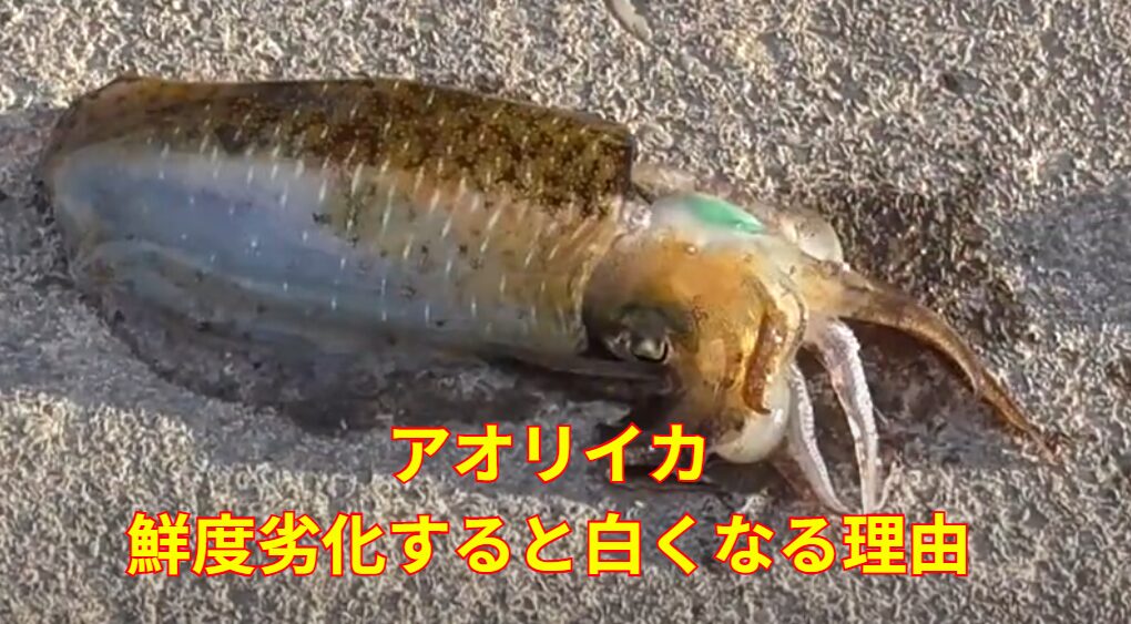【釣り人必見】アオリイカが白くなる理由とは?釣太郎