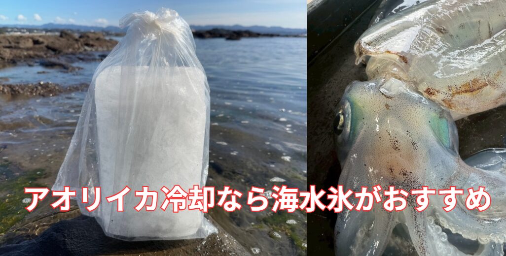 アオリイカを冷やすなら海水氷がおすすめ。釣太郎