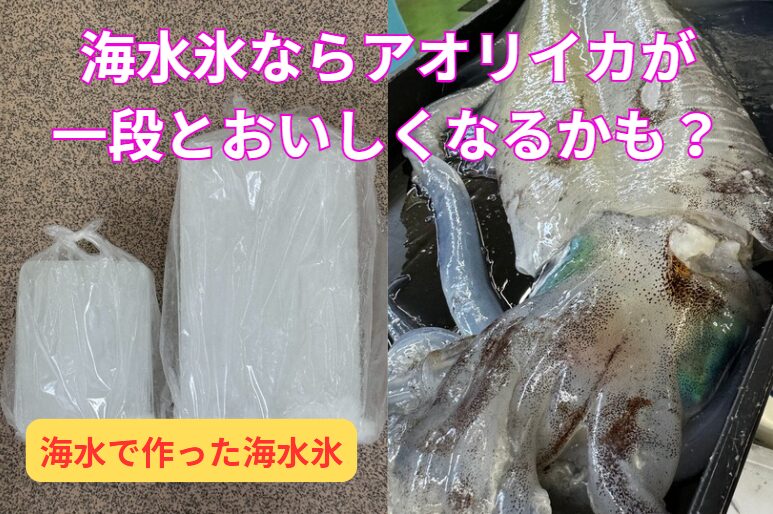 普通の真水氷より、海水で作った海水氷で冷やすほうが、アオリイカはおいしくなるかも？釣太郎
