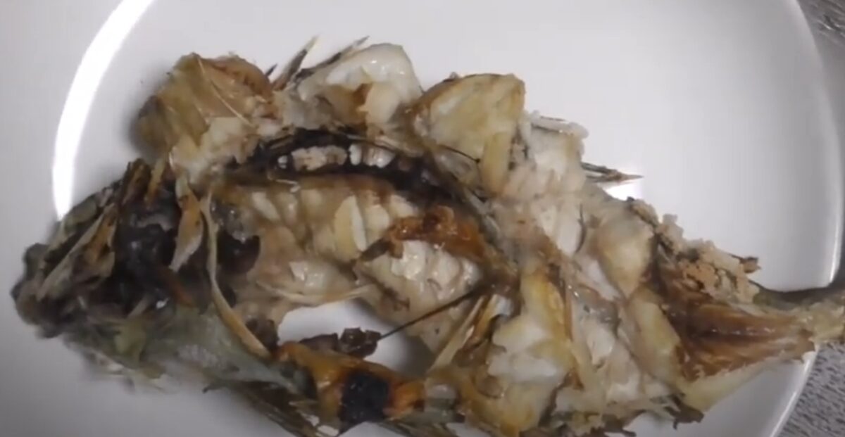 釣った魚を当日に焼くと、身が爆発する。2，3日寝かせましょう。釣太郎