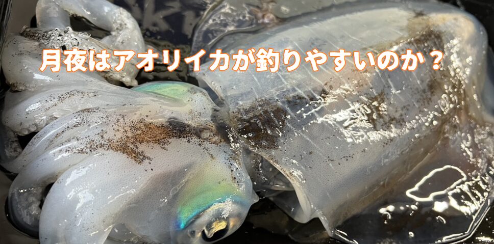 アオリイカ月夜の釣果を上げるには「潮」との組み合わせが重要。釣太郎