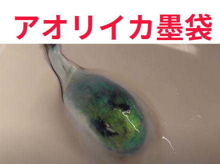 アオリイカ墨袋は、中身は真っ黒ですが、外側がグリーンで光沢があります。このギャップが素晴らしい。釣太郎