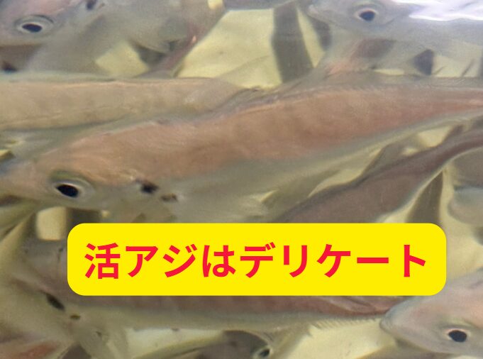 活アジは“命をかけたエサ”。扱い方が釣果の差を生む!釣太郎