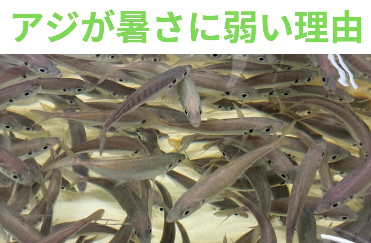 活アジが暑さに弱い理由。アオリイカ釣り入門編。釣太郎