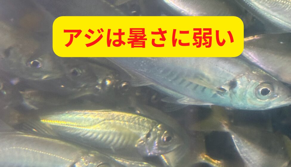 アジが弱る理由は“気温×時間”だった!釣太郎