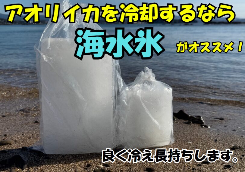 アオリイカの冷却なら、普通氷より海水氷の方がベター。釣太郎