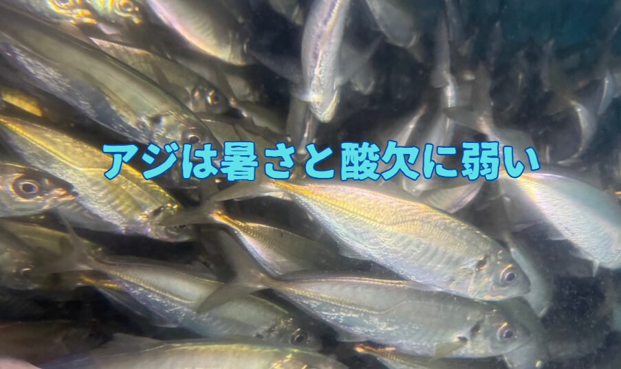 アジバケツにアジを詰め過ぎると、アジが酸欠状態になり、弱ったり死んでしまったりする。釣太郎