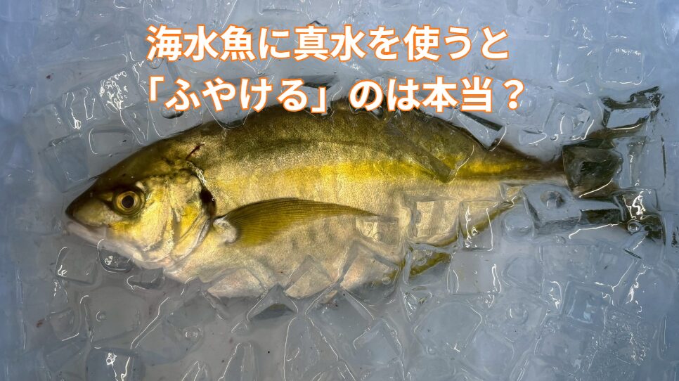 海水魚に真水を使うと「ふやける」のは本当？釣太郎