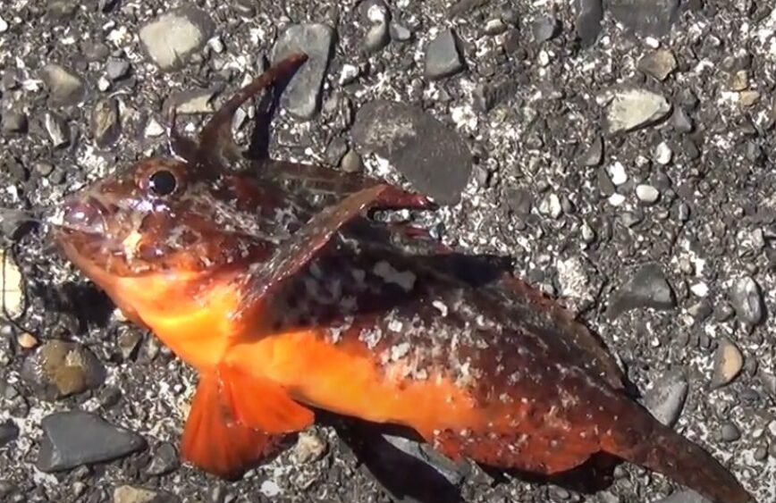 【釣り人必見】ハオコゼに要注意！ 〜特徴と強力な毒の危険性を徹底解説〜。釣太郎