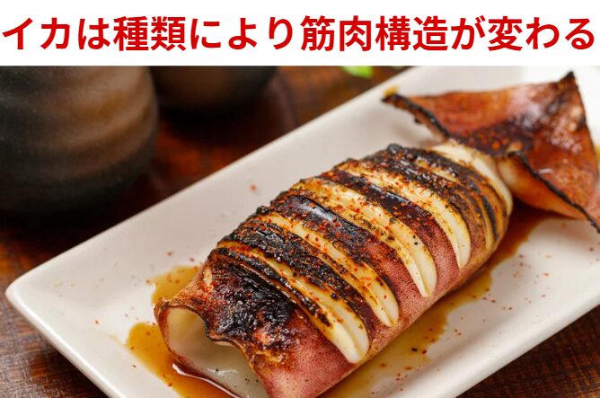 イカの筋肉繊維は、種類によって方向が異なる。釣太郎