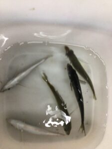 15リットルの海水にアジ10匹入っている。気温は20,22,24度の場合、2,4,6時間後の海水とアジの状態を釣り人に解説。アオリイカ釣り師に情報提供。釣太郎