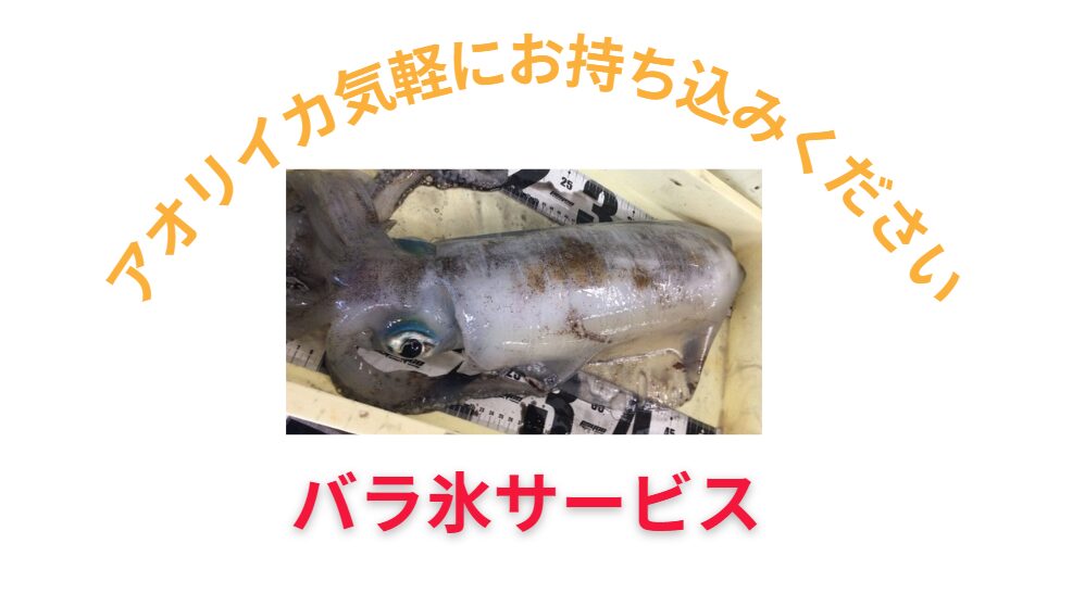 アオリイカ釣果、お待ちしています。釣太郎