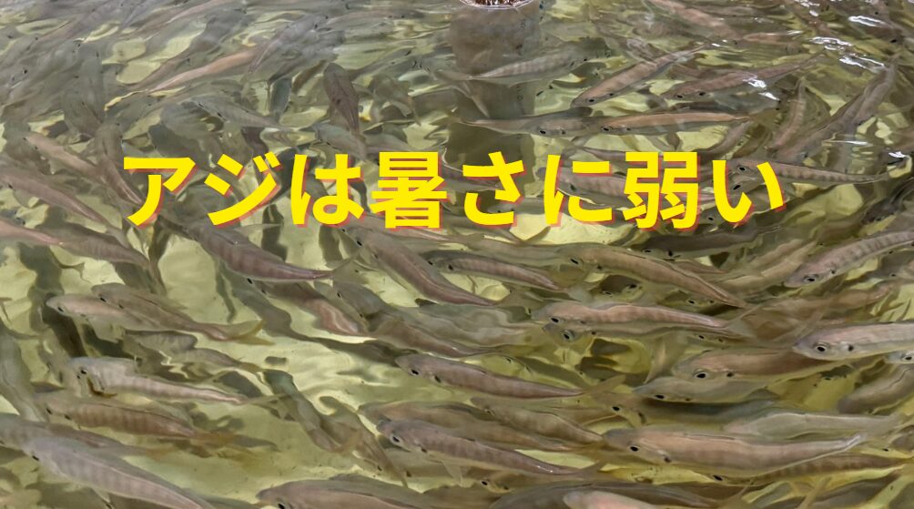 気温別・時間経過による海水温度とアジの状態。アオリイカ釣り産雇資料。釣太郎