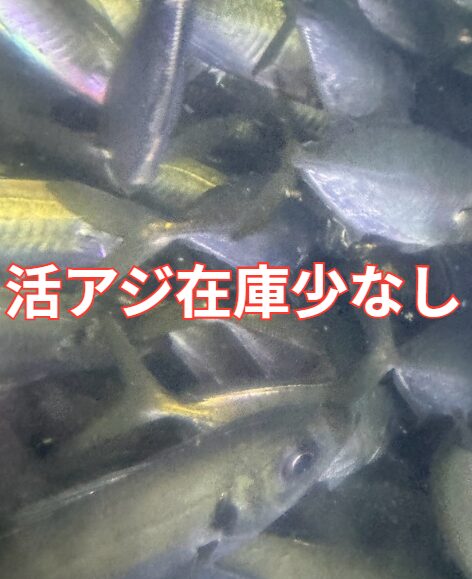 アオリイカ釣り用、活アジ在庫不足が深刻化しています。釣太郎