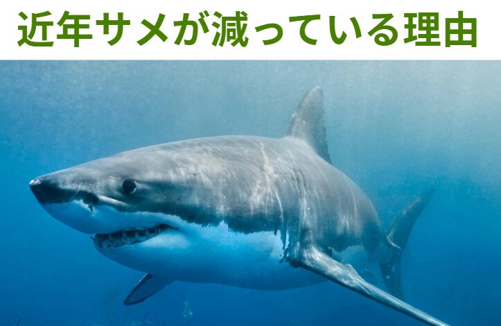 近年サメが減っている理由説明。釣太郎