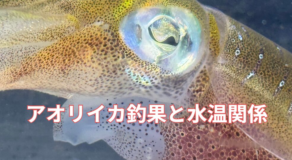 アオリイカ釣果と水温の関係説明。釣太郎