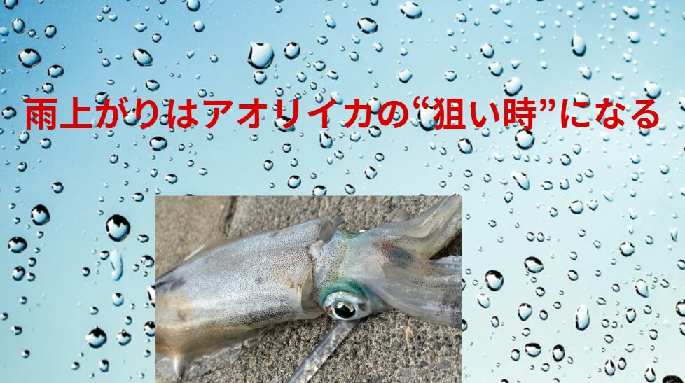 雨上がりはアオリイカの“狙い時”になる理由。釣太郎