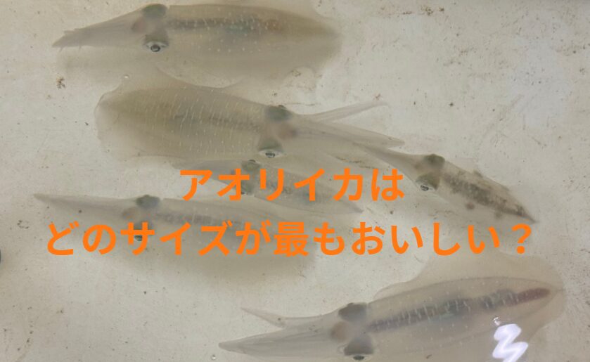 アオリイカはどのサイズが最もおいしい？釣太郎