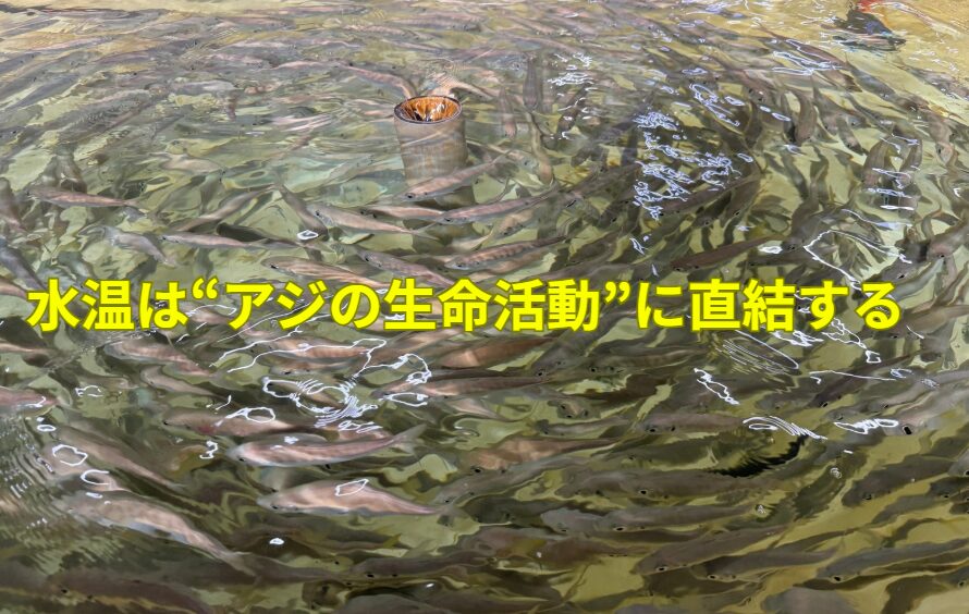 水温は“アジの生命活動”に直結する。アオリイカヤエン釣り入門。釣太郎