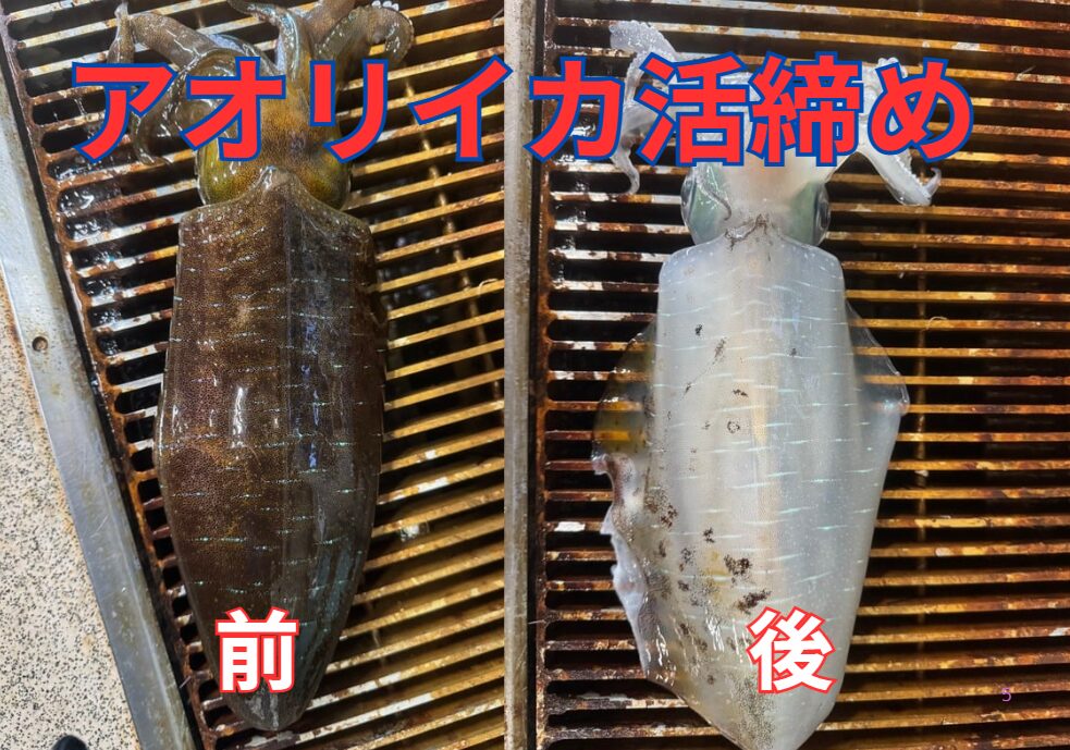 アオリイカは必ず活締めするのが鉄則。締まると身が白く変色します。釣太郎