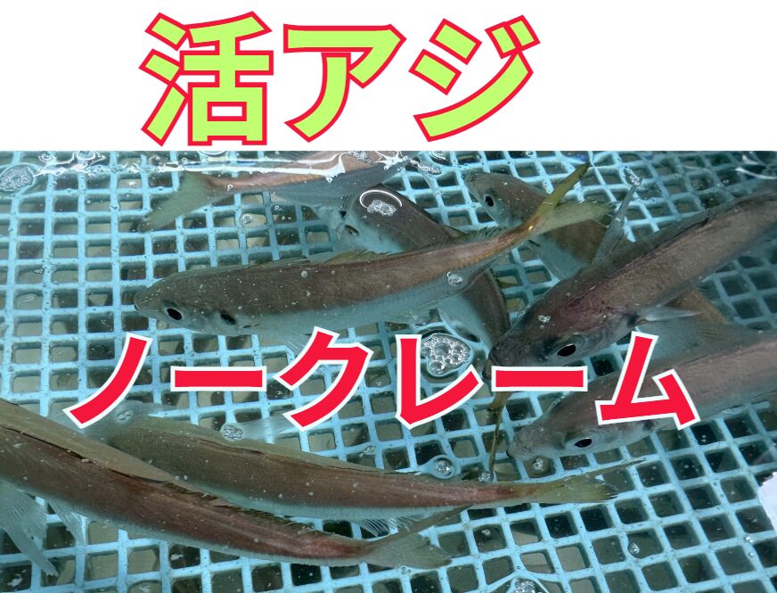 活アジはNoクレーム。釣太郎