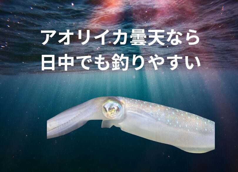 曇っていれば日中でもアオリイカが釣りやすい。釣太郎