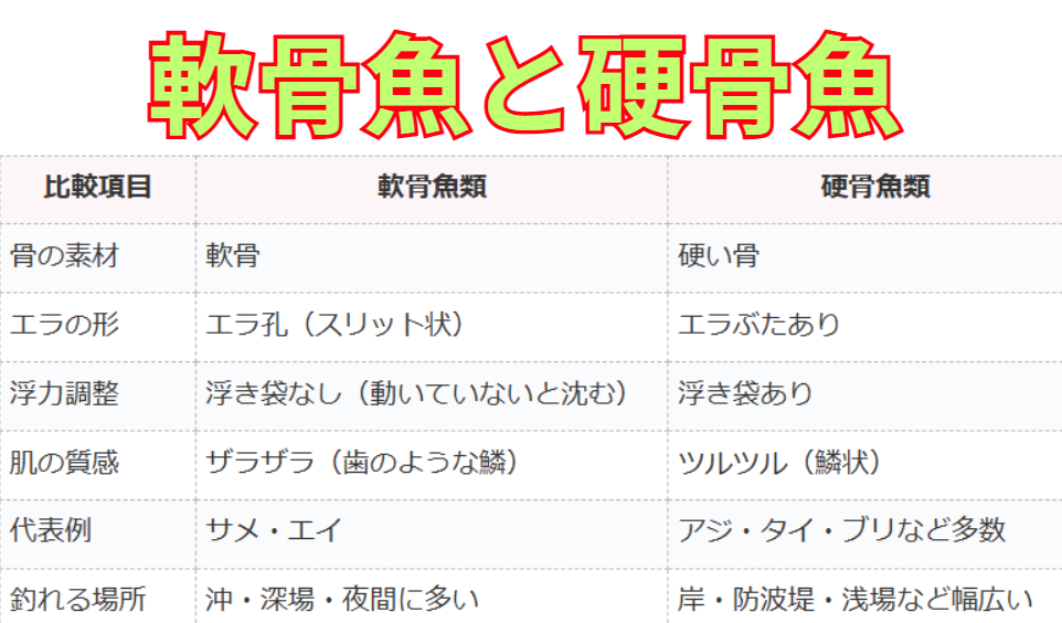 軟骨魚類と硬骨魚類の違い。釣太郎