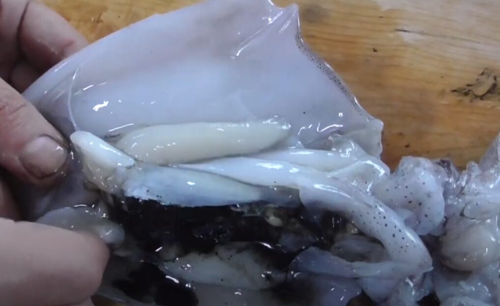 アオリイカは生が一番うまい？一度冷凍するべきか？釣太郎