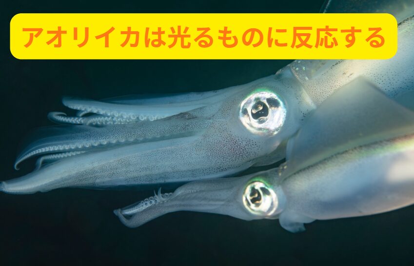 アオリイカは視力がいいことで有名だが、光るものに強く反応する。釣太郎