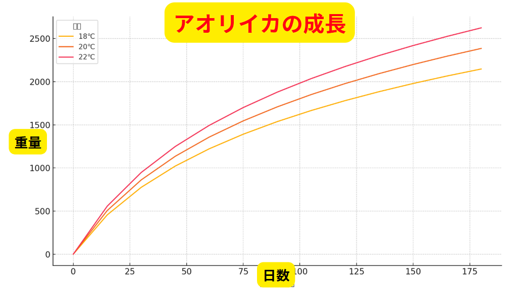 アオリイカは超・スピード成長生物!釣太郎